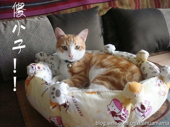 Для любимых домашних животных Для любимых домашних животных