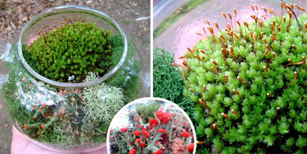 Флорариум своими руками