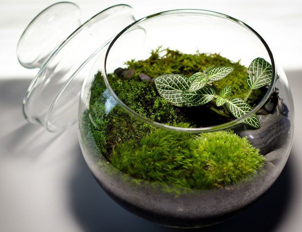 Флорариум своими руками