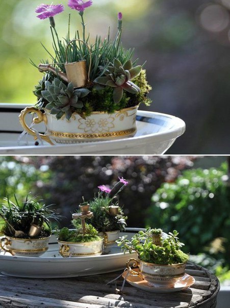 Сад в чашке