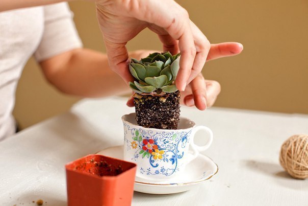 Сад в чашке