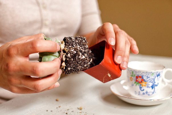 Сад в чашке