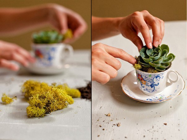 Сад в чашке