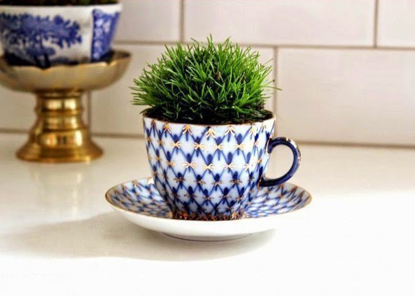 Сад в чашке