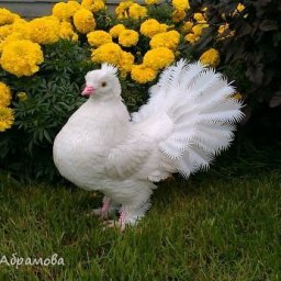 Голубь из пластиковых бутылок