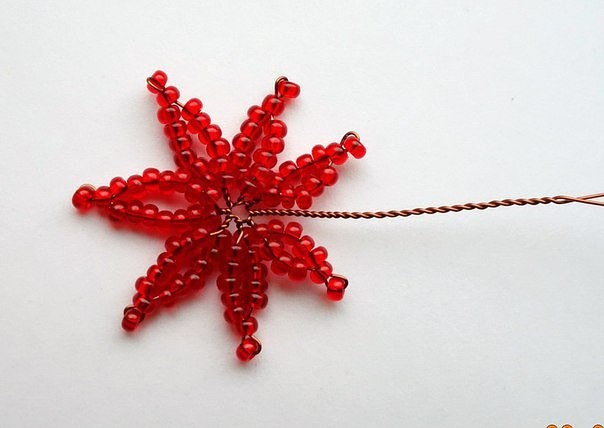 ​Красный бисерный клён