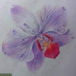 ​Рисуем прекрасную орхидею цветными карандашами