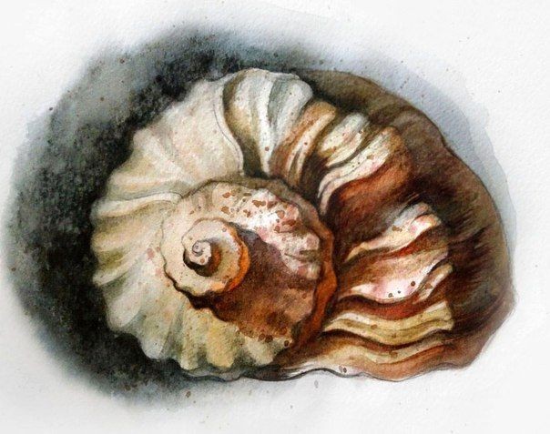 Рисуем ракушку