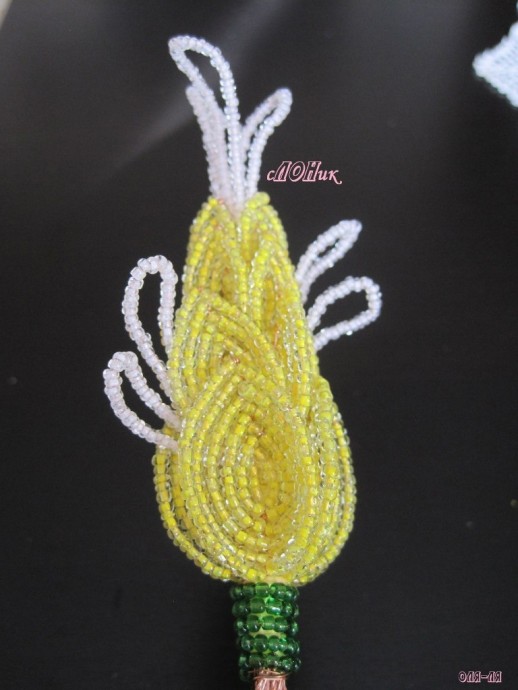 Пахистахис