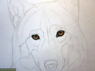 ​Рисуем волка