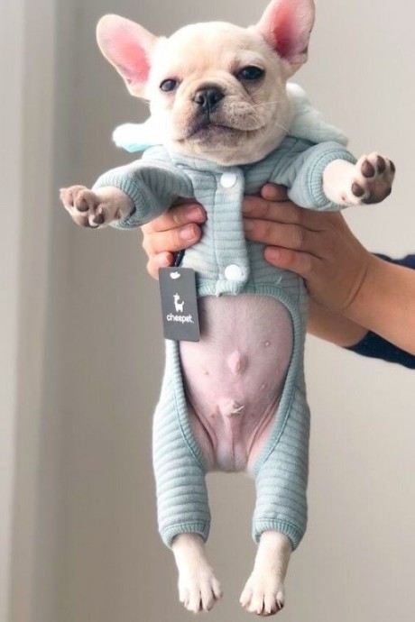 ​Шьем одёжку своим любимчикам