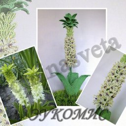 ​Восхитительный эукомис