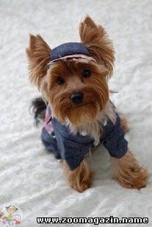 Джинсовый комбинезон для небольшой собачки