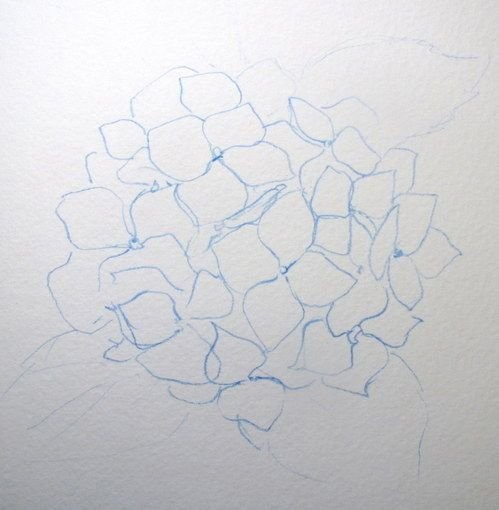 Урок рисования акварелью: гортензия