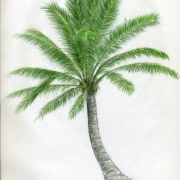 ​Кокосовая пальма