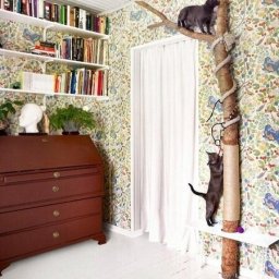​Создание уникальной когтедралки для котов