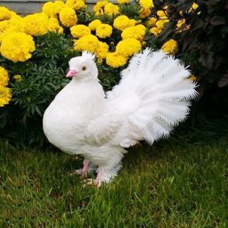 Голубь из пластиковых бутылок