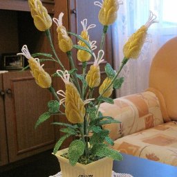 Пахистахис