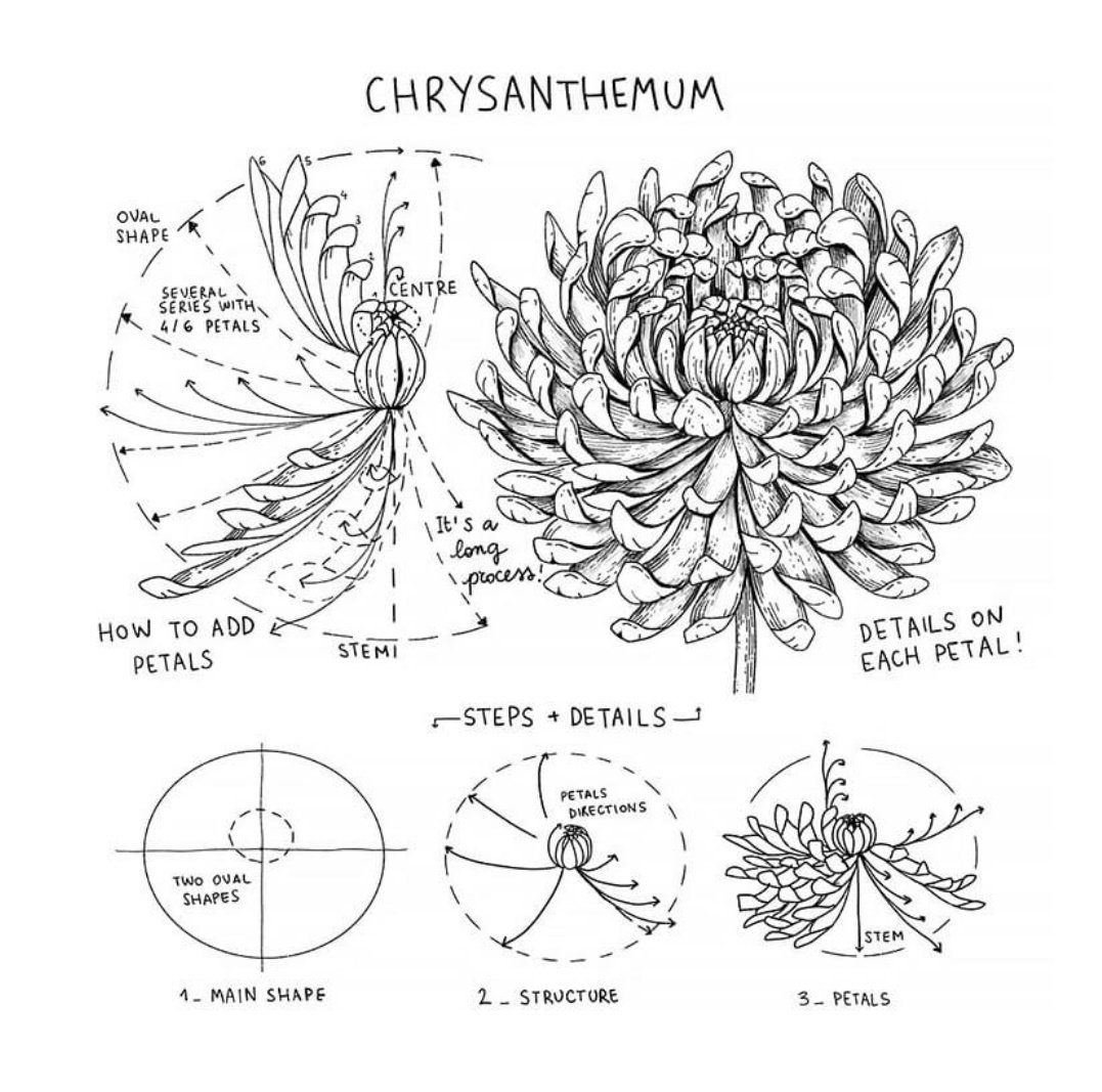 Хризантема схема. Строение хризантемы схема. Строение цветка хризантемы. Строение цветка хризантемы схема. Строение цветков хризантемы.