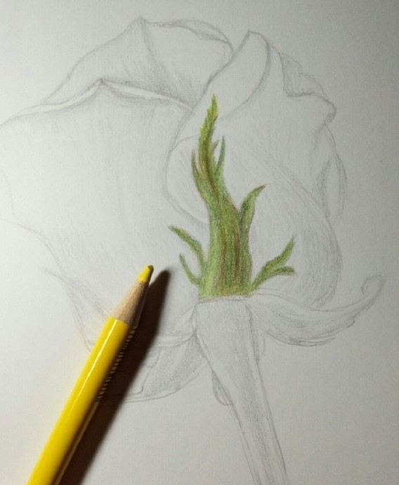 Рисуем розу карандашом: мастер-класс