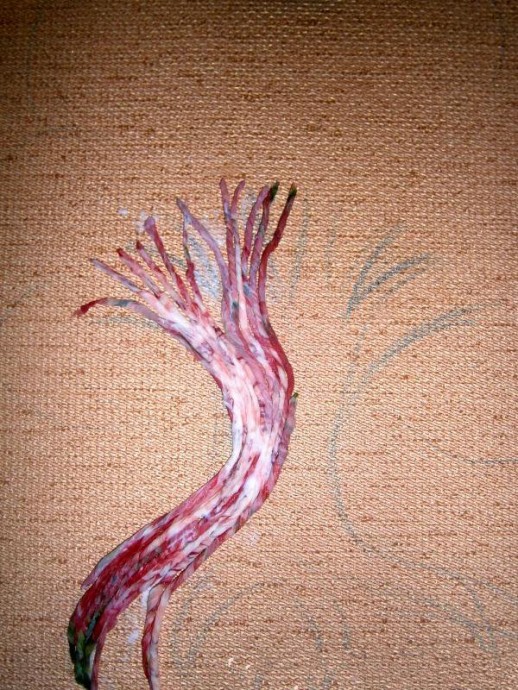 ​Денежное дерево