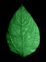 Букет сирени из холодного фарфора