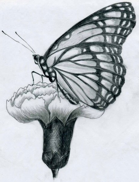 Рисуем бабочку карандашом