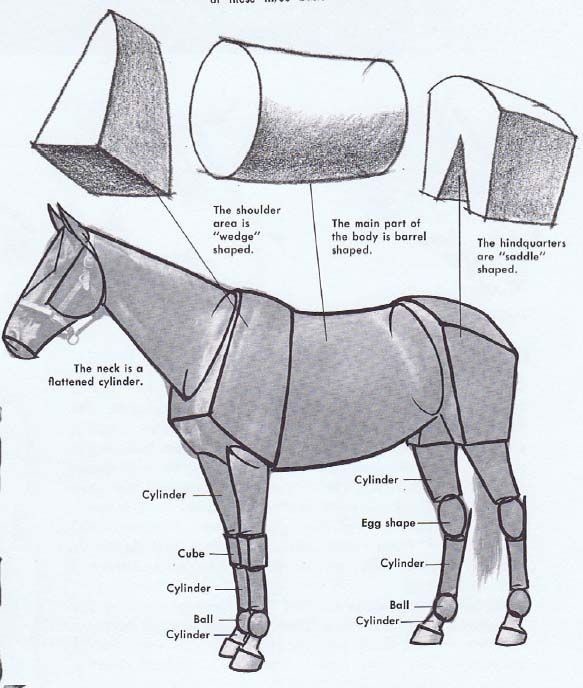 ​Немного о рисовании головы лошади