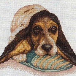 ​Собака с длинными ушами