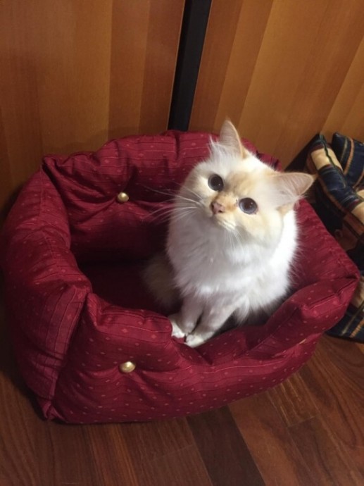 Диванчик для кота