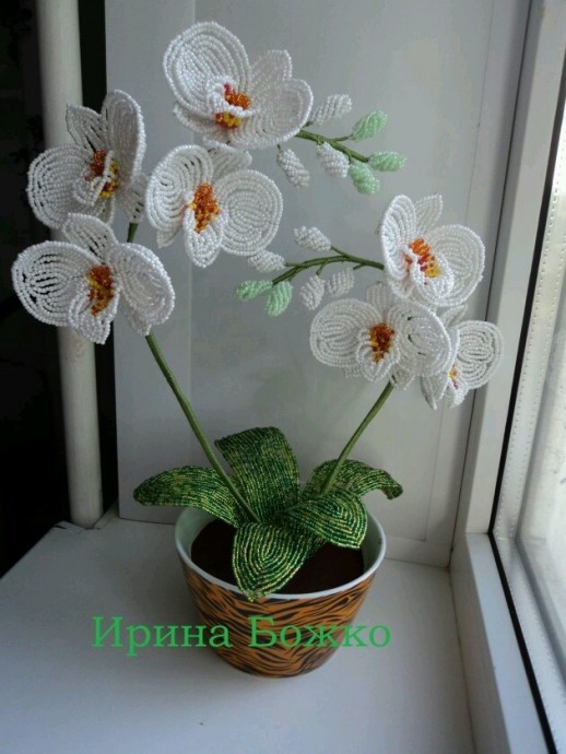 Белая орхидея