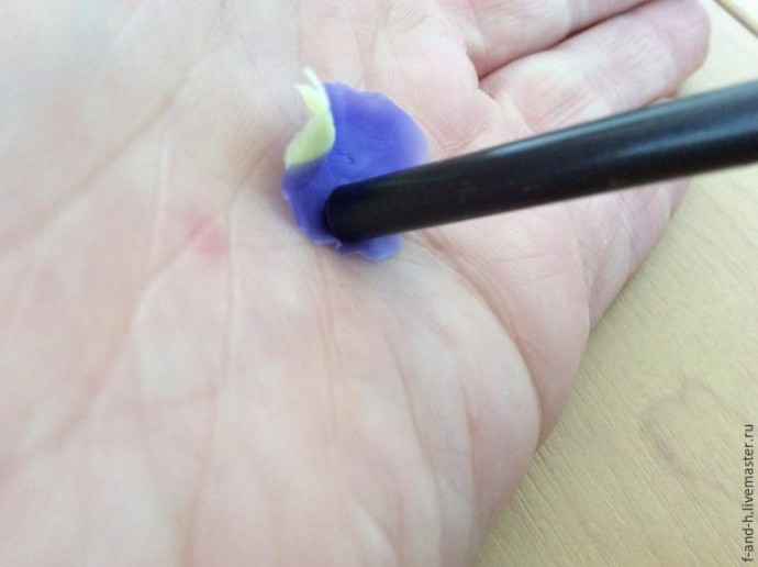 Цветок примулы