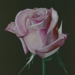 Урок рисования: роза