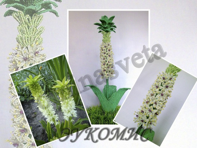 ​Восхитительный эукомис