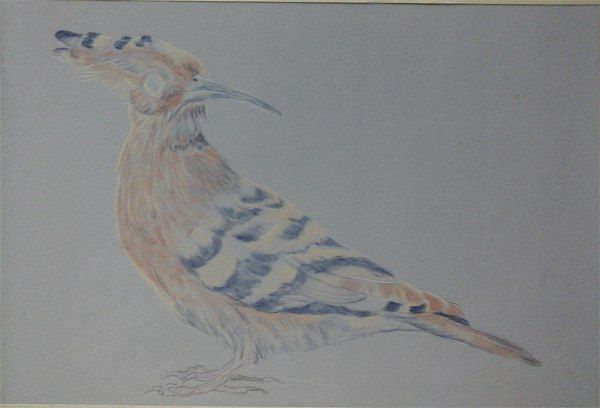 Рисуем красивую птичку