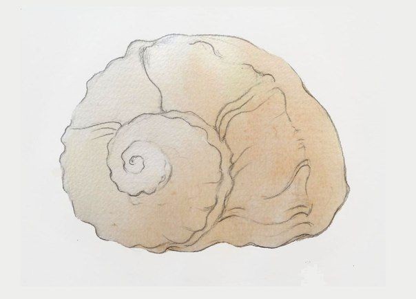 Рисуем ракушку