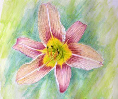 Цветок лилии акварельными карандашами