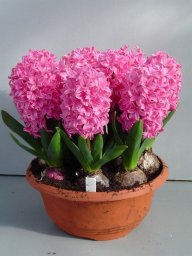 Гиацинт из бисера: мастер-класс