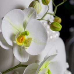 Орхидеи для украшения торта