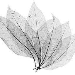 Скелетированные листья