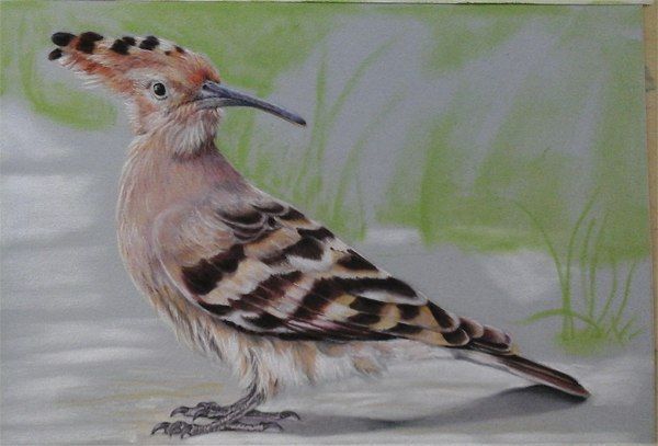 Рисуем красивую птичку