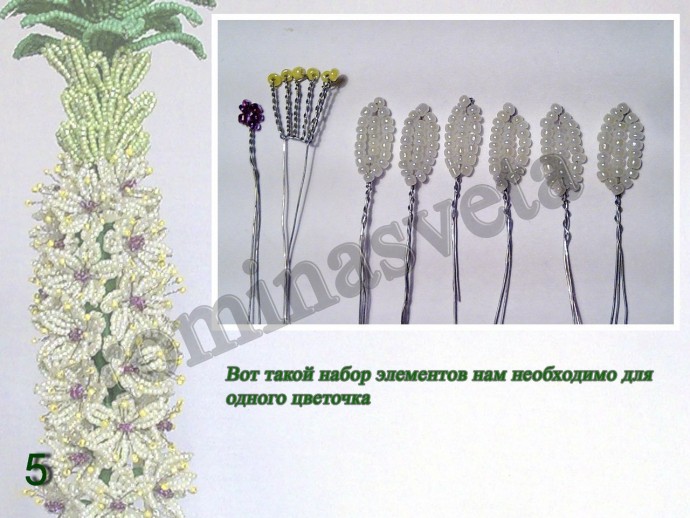 ​Восхитительный эукомис