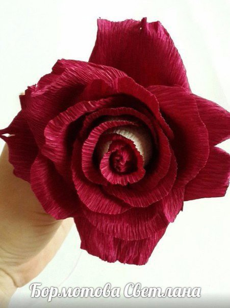 ​Двухцветная роза "Осирия" из гофрированной бумаги