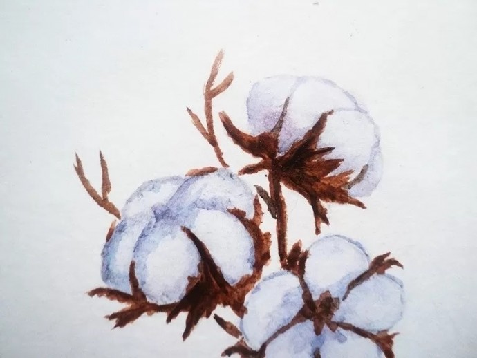 Веточка хлопка акварелью