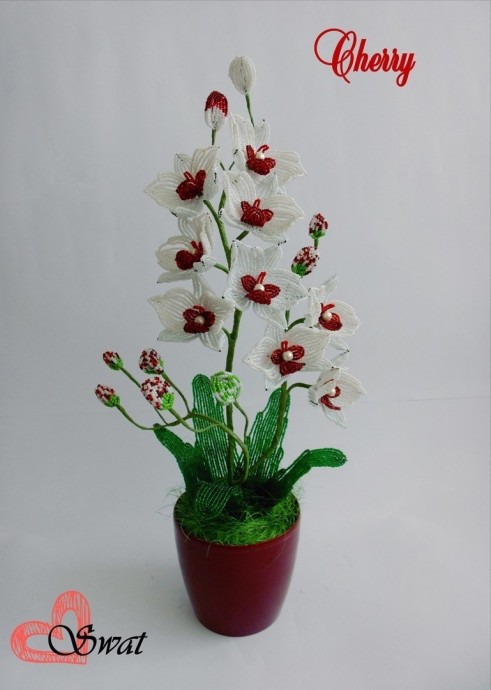 Орхидея Черри