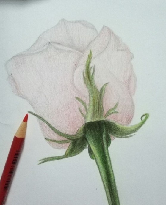 Рисуем розу карандашом: мастер-класс