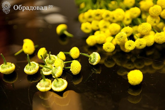 Цветочная улитка к празднику