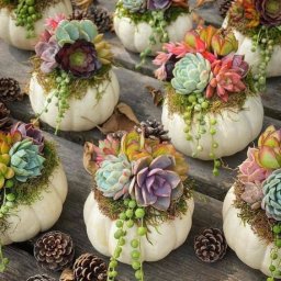 Суккуленты в мини тыквах