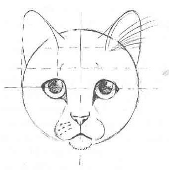 Учимся рисовать голову кошки