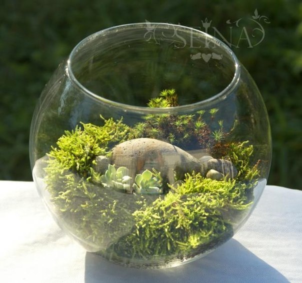 Сад на окне